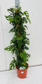 Kambarinis augalas, monstera "Monkey Leaf", vazonėlio skersmuo 24 cm.
