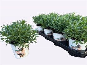 Daugiametė gėlė, levanda "Angustifolia", vazonėlio skersmuo 12 cm.