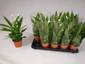 Kambarinis augalas, spatifilis, vazonėlio skersmuo 12 cm.