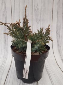 Spygliuotis, kadagys žvynuotasis "Dream Joy", vazonas 3 l.