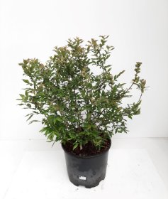 Vaiskrūmis, šilauogė "Hortblue Petite", vazonėlio skersmuo 17 cm.
