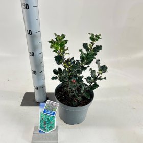 Dekoratyvinis krūmas, bugienis "Blue Angel", vazonėlio skersmuo 19 cm.