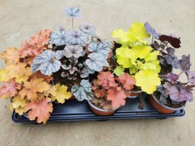 Daugiametė gėlė, alūnė, vazonėlio skersmuo 12 cm.