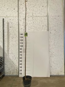 Dekoratyvinis medis, katalpa paprastoji "Nana", vazonėlio skersmuo 23 cm.