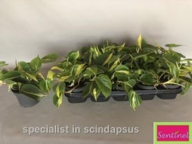 Kambarinis augalas, filodendras "Brasil", vazonėlio skersmuo 12 cm.