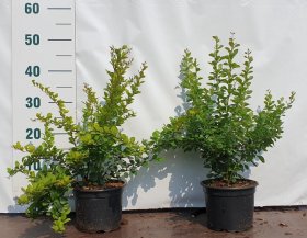 Dekoratyvinis krūmas, raugerškis tunbergo, vazonėlio skersmuo 17 cm.