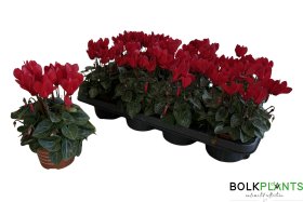 Kambarinis augalas, ciklamenas "Compact", vazonėlio skersmuo 11 cm.