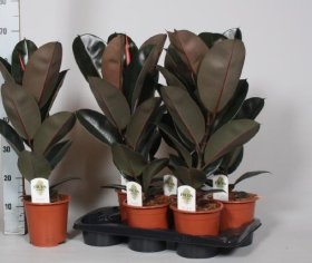 Kambarinis augalas, fikusas "Abidjan", vazonėlio skersmuo 17 cm.