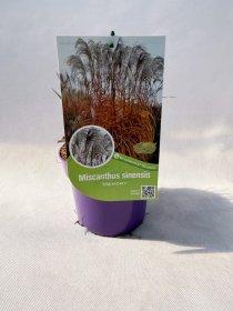 Žolinis augalas, miskantas kininis "Memory", vazonas 2 l.