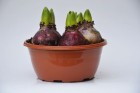 Kambarinis augalas, hiacintas (5 svog.), vazonėlio skersmuo 17 cm.