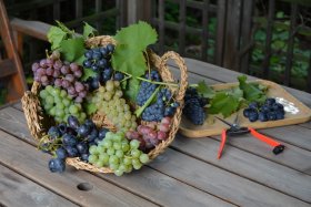 Vaiskrūmis, vynuogė, įvairios veislės, vazonėlio talpa 2 l.