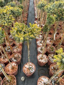 Spygliuotis, eglė serbinė "Peve Tijn", ant stiebo, vazonėlio skersmuo 22 cm.