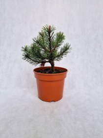 Spygliuotis, pušis kalninė "Grendale", vazonėlio skersmuo 19 cm.