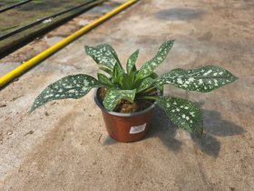 Daugiametė gėlė, plautė, vazonėlio skersmuo 15 cm.