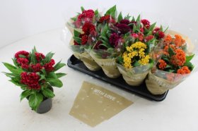 Kambarinis augalas, celiozija, vazonėlio skersmuo 12 cm.