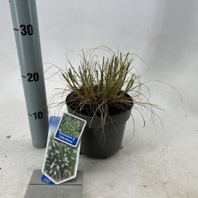 Daugiametė gėlė, sorulė "Little Bunny", vazonėlio skersmuo 17 cm.