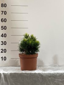 Spygliuotis, pušis "Globosa Hesse", vazonėlio skersmuo 23 cm.