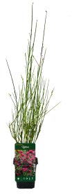 Dekoratyvinis krūmas, raipstas, vazonėlio skersmuo 9 cm.