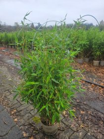 Žolinis augalas, skėtinis bambukaitis "Light Green", aukštis 50-60 cm., vazonas 5 l.
