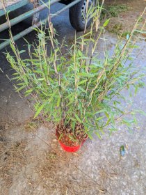 Žolinis augalas, bambukaitis "Jiuzhaigou", aukštis 50-60 cm., vazonas 5 l.