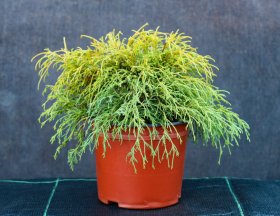 Spygliuotis, žirniavaisis puskiparisis, aukštis 30 - 40 cm., vazonas 5 l.