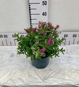 Dekoratyvinis krūmas, hebė, vazonėlio skersmuo 23 cm.