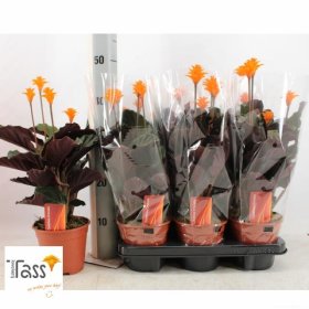 Kambarinis augalas, kalatėja (žydinti), vazonėlio skersmuo 14 cm.