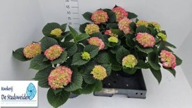 Dekoratyvinis krūmas, hortenzija "Bautznerin", vazonėlio skersmuo 23 cm.