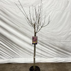 Dekoratyvinis krūmas, alyva "Palibin", vazonėlio skersmuo 21 cm.