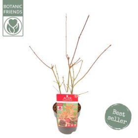 Dekoratyvinis medis, plaštakinis klevas "Atropurpureum", vazonėlio skersmuo 15 cm.