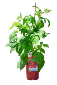 Vaiskrūmis, įvairūs, vazonėlis 2 l.