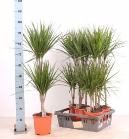 Kambarinis augalas, dracena "Marginata", vazonėlio skersmuo 19 cm.
