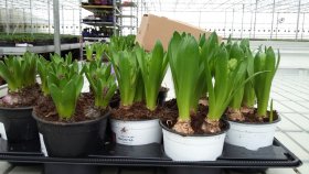 Kambarinis augalas, hiacintas (3 svog.), vazonėlio skersmuo 12 cm.