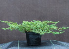 Spygliuotis, įvairūs, vazonas 5 l.