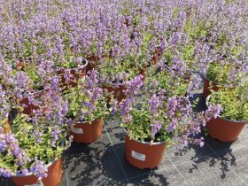 Daugiametė gėlė, katžolė, vazonėlio skersmuo 15 cm.