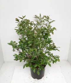 Vaiskrūmis, šilauogė aukštoji "Bluejay", vazonas 2 l.