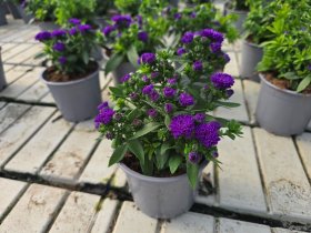 Daugiametė gėlė, astras, vazonėlio skersmuo 12 cm.