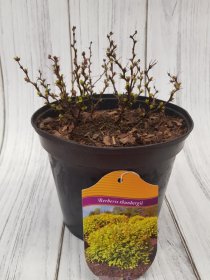 Dekoratyvinis krūmas, raugerškis tunbergo "Golden Zwerg", vazonas 3 l.