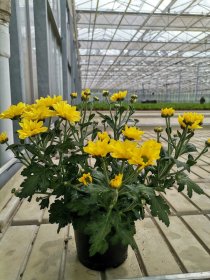 Vienmetė gėlė, rudeninė chrizantema, vazonėlio skersmuo 12 cm.