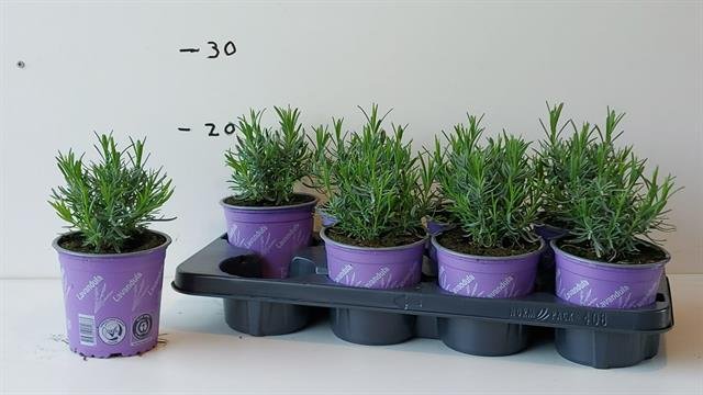 Daugiametė gėlė, levanda "An Munstead", vazonėlio skersmuo 13 cm.