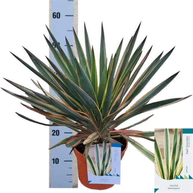 Žolinis augalas, juka "Gloriosa", vazonėlio skersmuo 23 cm.
