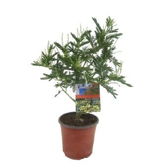 Kambarinis augalas, mimoza, vazonėlio skersmuo 15 cm.