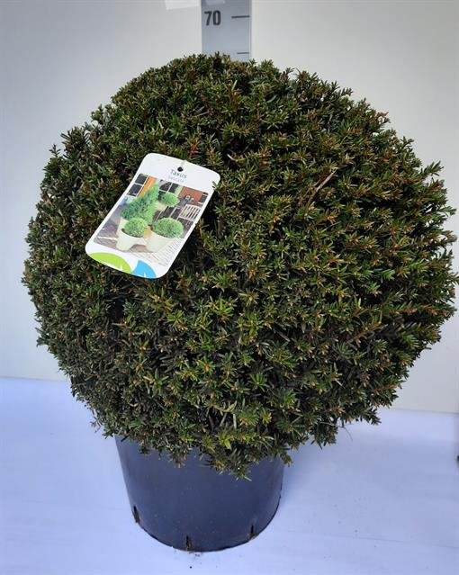 Spygliuotis, kukmedis europinis "Baccata", vazonėlio skersmuo 32 cm.