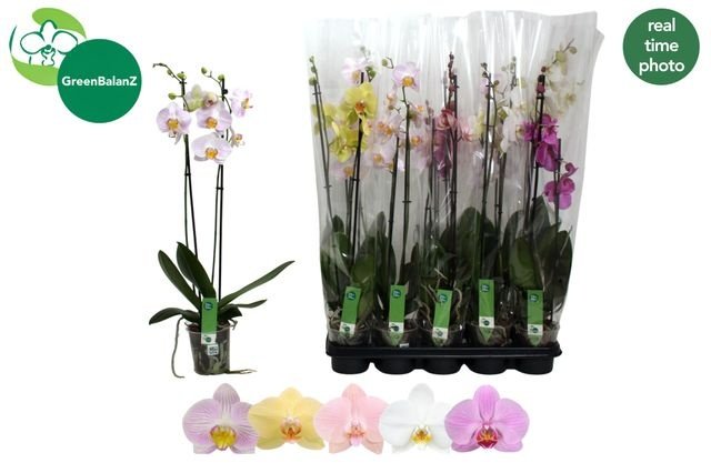 Kambarinis augalas, orchidėja, 3 šakos, įvairios, vazonėlio skersmuo 12 cm.