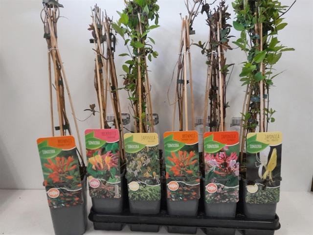 Lauko augalas, sausmedis "Lonicera", vazonėlio skersmuo 14 cm.