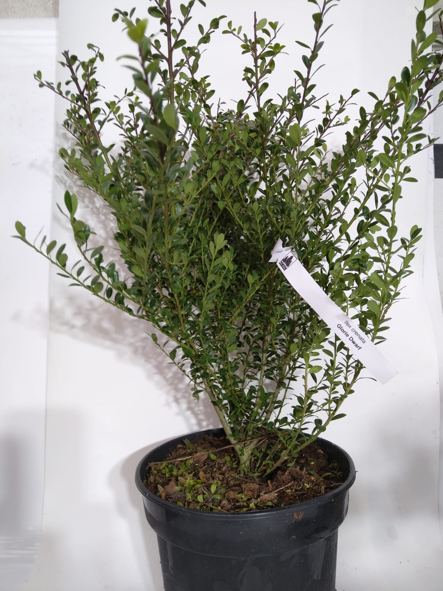 Dekoratyvinis krūmas, bugienis rinčiuotasis "Glorie Dwarf", vazonas 3 l.