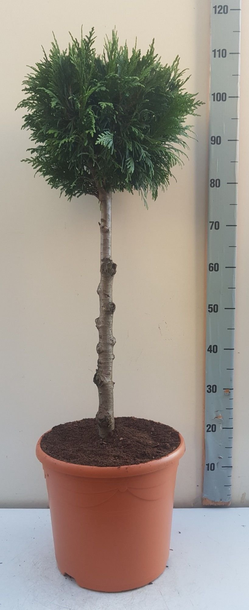 Spygliuotis, puskiparisis lausono "Stardust", ant stiebo, aukštis 60 cm., vazonas 7,5 l.