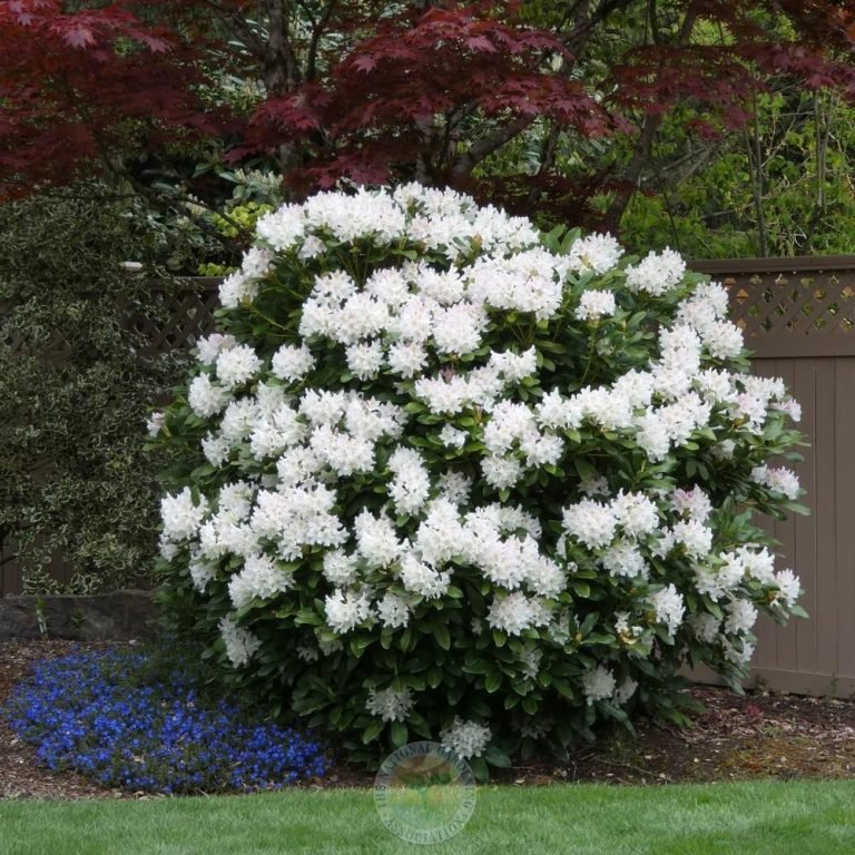 Dekoratyvinis krūmas, rododendras "Cunningham"s White", vazonas 5 l.