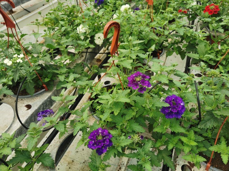 Vienmetė gėlė, verbena pakabinamame vazone, vazono skersmuo 19 cm.
