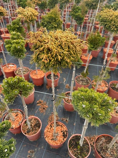 Spygliuotis, puskiparisis bukasis "Gitte", ant stiebo, vazonėlio skersmuo 23 cm.